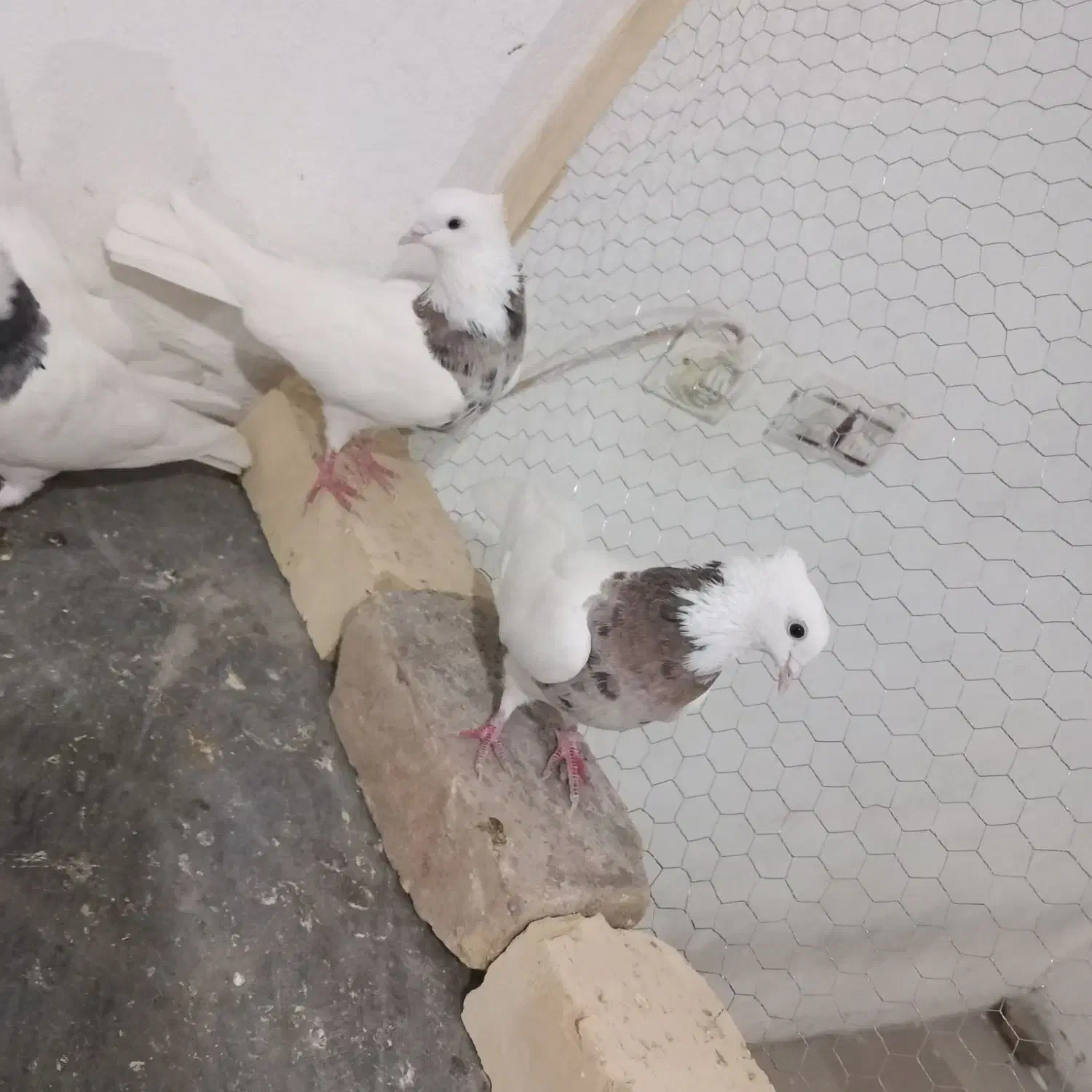 طوقی هفت رنگ|پرنده|کاشان, غربت|دیوار