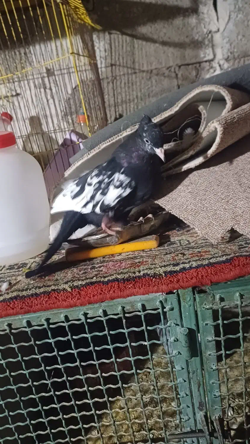 کبوتر|پرنده|مسجد سلیمان, |دیوار