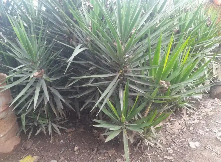 گل یوگا ۳ ساله|گل و گیاه طبیعی|رودسر, |دیوار