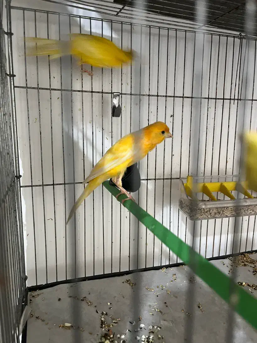 جفت قناری یه سرجیبرپرتقالی|پرنده|رفسنجان, |دیوار