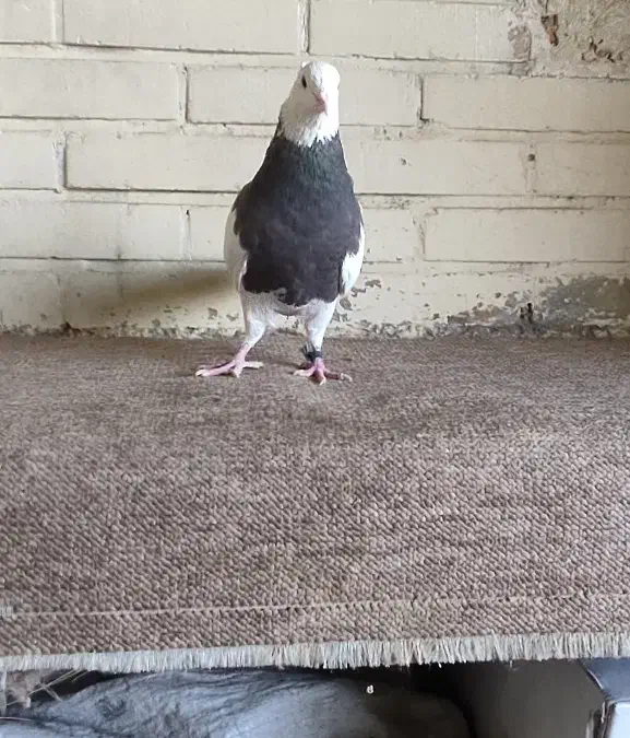 کبوتر طوقی نر سرکه ای|پرنده|فولادشهر, B1|دیوار