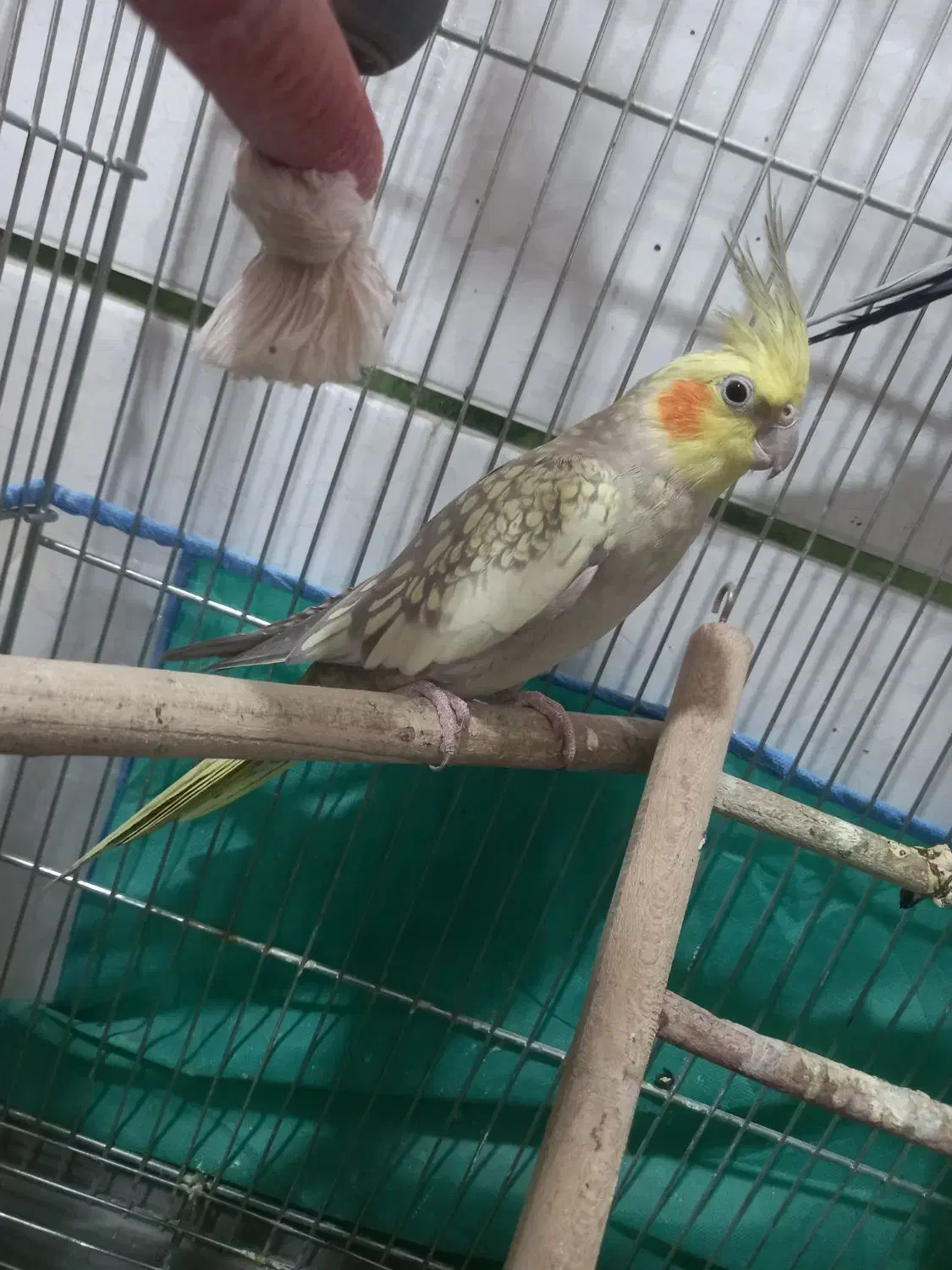 عروس هلندی|پرنده|اهرم, |دیوار