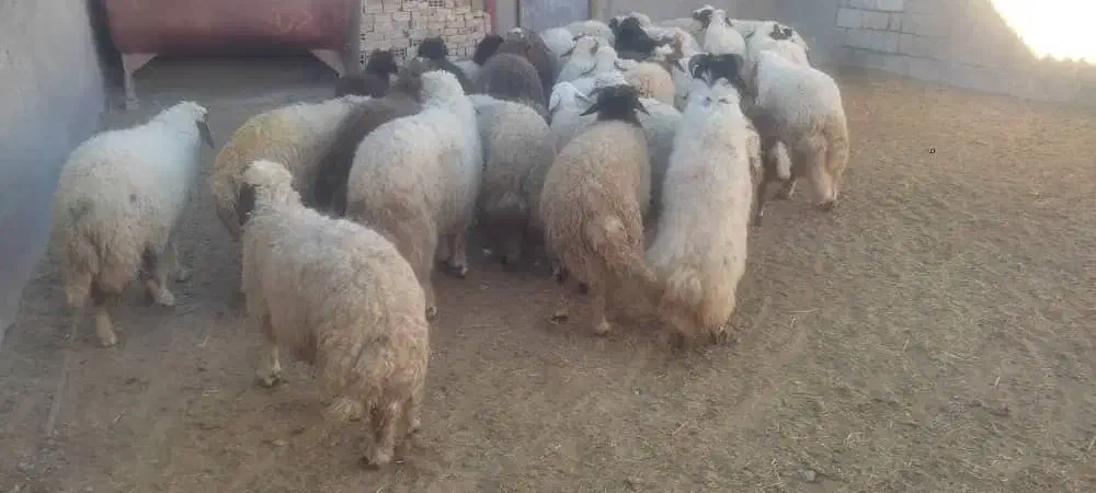 کاور ماده ۶عدد|حیوانات مزرعه|ثلاث باباجانی, |دیوار