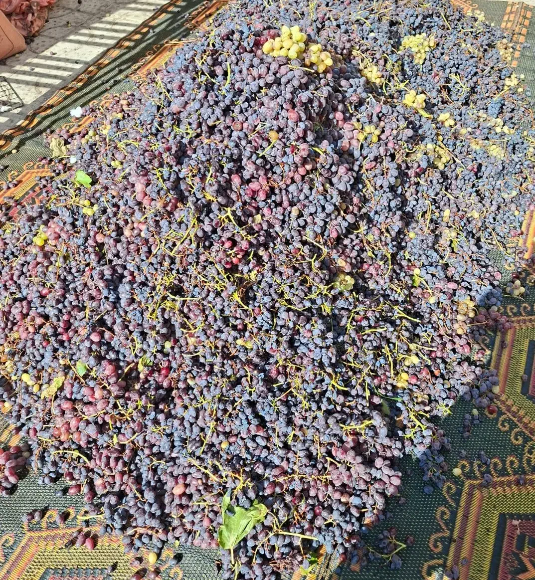 شیره انگور بوانات|خوردنی و آشامیدنی|شیراز, مسلم|دیوار