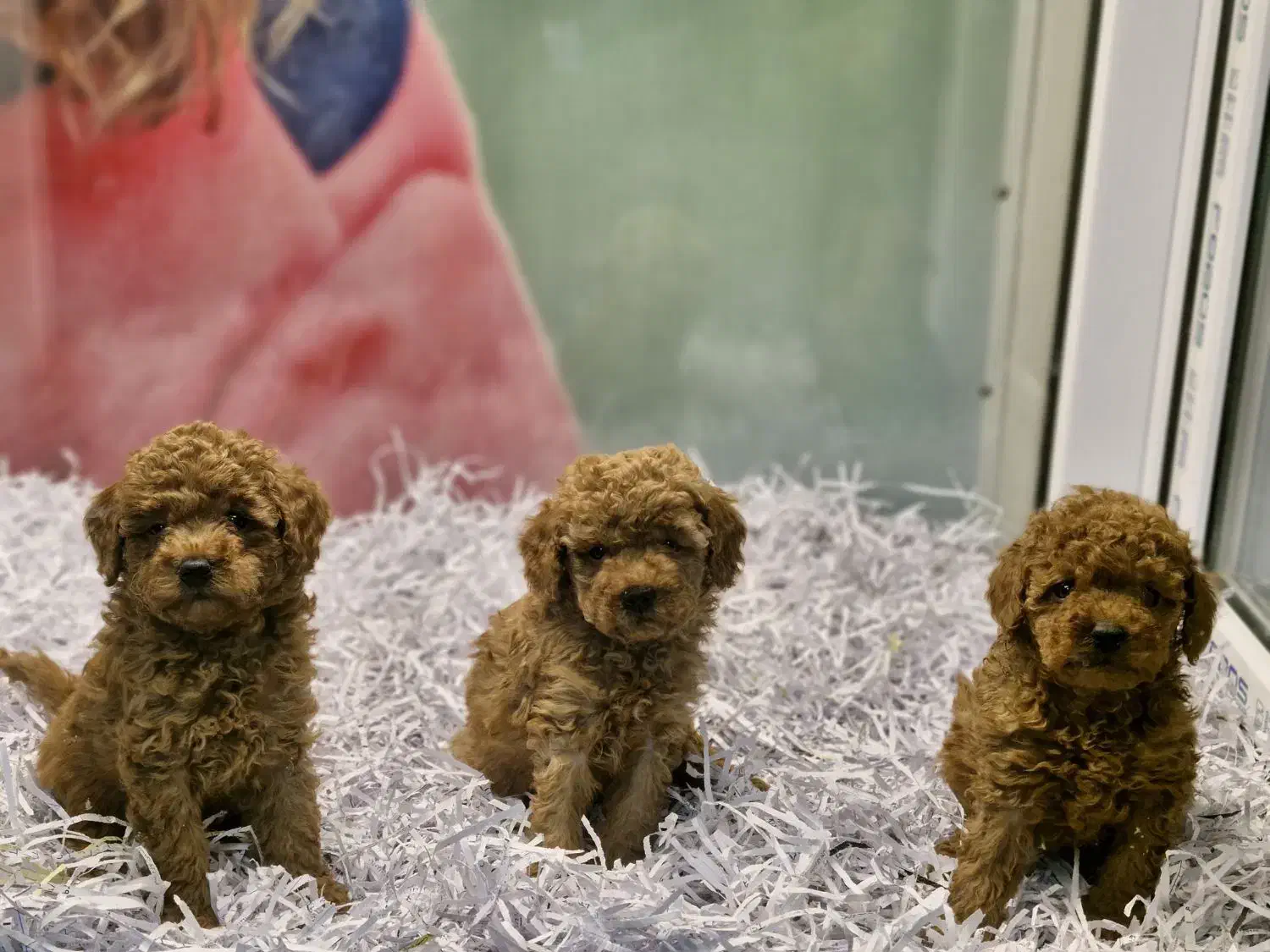 پودل|سگ|تهران, پونک|دیوار