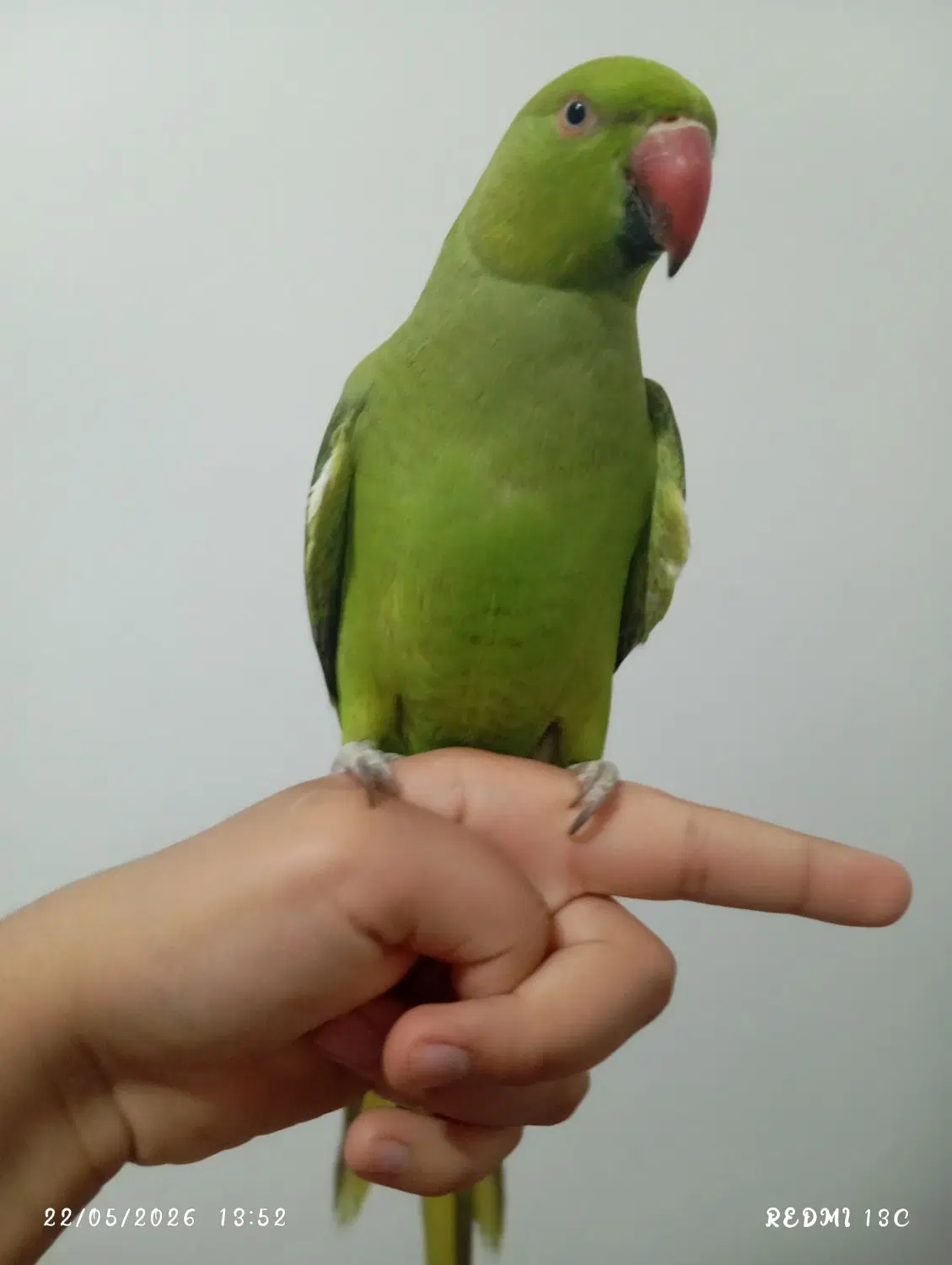 ملنگو|پرنده|نی‌ریز, |دیوار