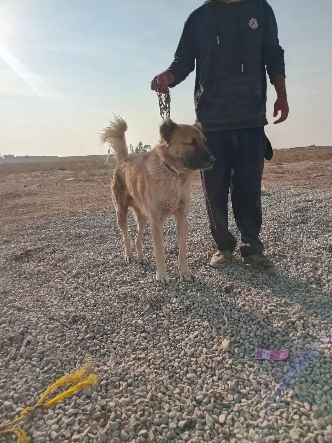 سگ نگه بان|سگ|جوادآباد, |دیوار