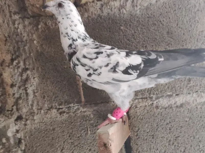 گلی پلاکی|پرنده|شیراز, شهدای شهرک سعدی|دیوار