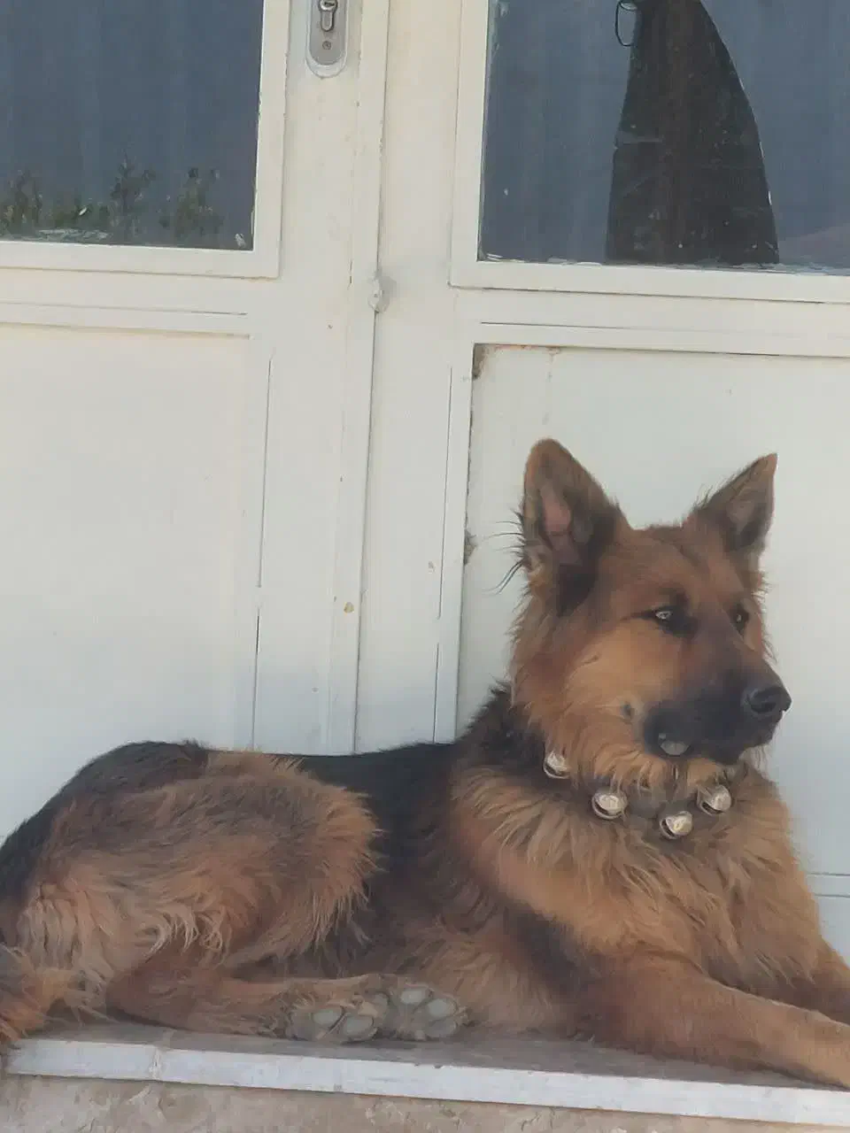 سگ ژرمن|سگ|خوانسار, |دیوار