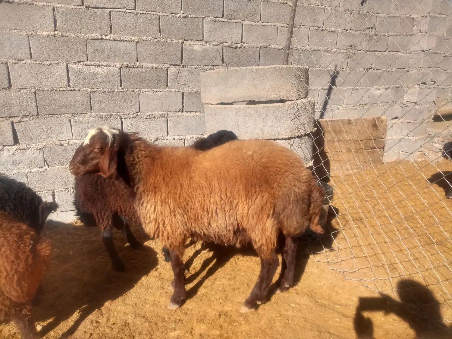 قوچ همو وبره قوچ هتروزیگوت شال و افشار و قره قزل|حیوانات مزرعه|بجنورد, |دیوار