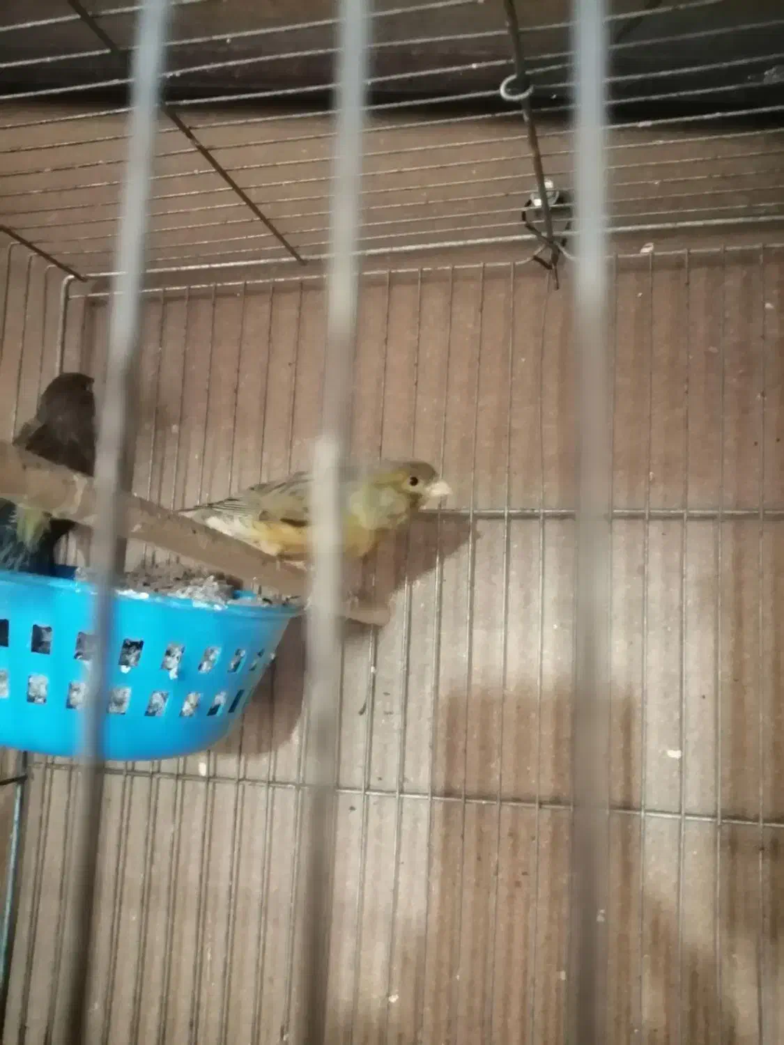 قناری شلاقی درجه 1|پرنده|ابریشم, |دیوار