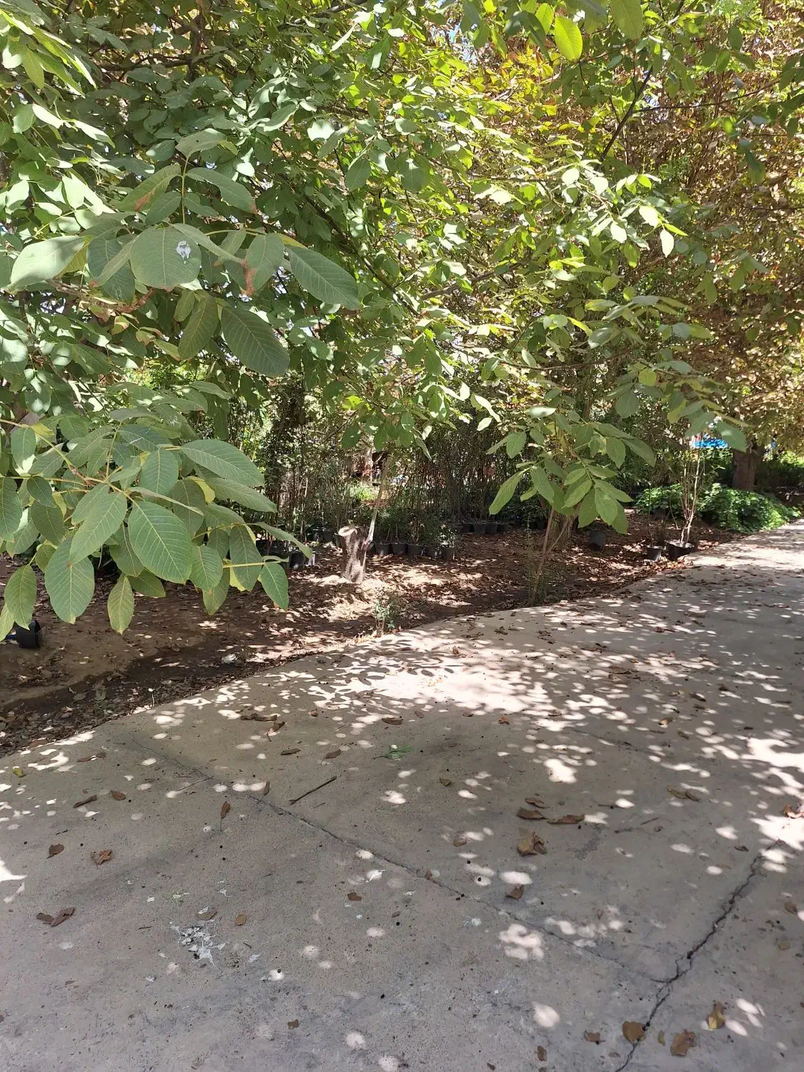 نهالستان پدرم|خدمات باغبانی و درختکاری|ورامین, شهرک مدرس|دیوار