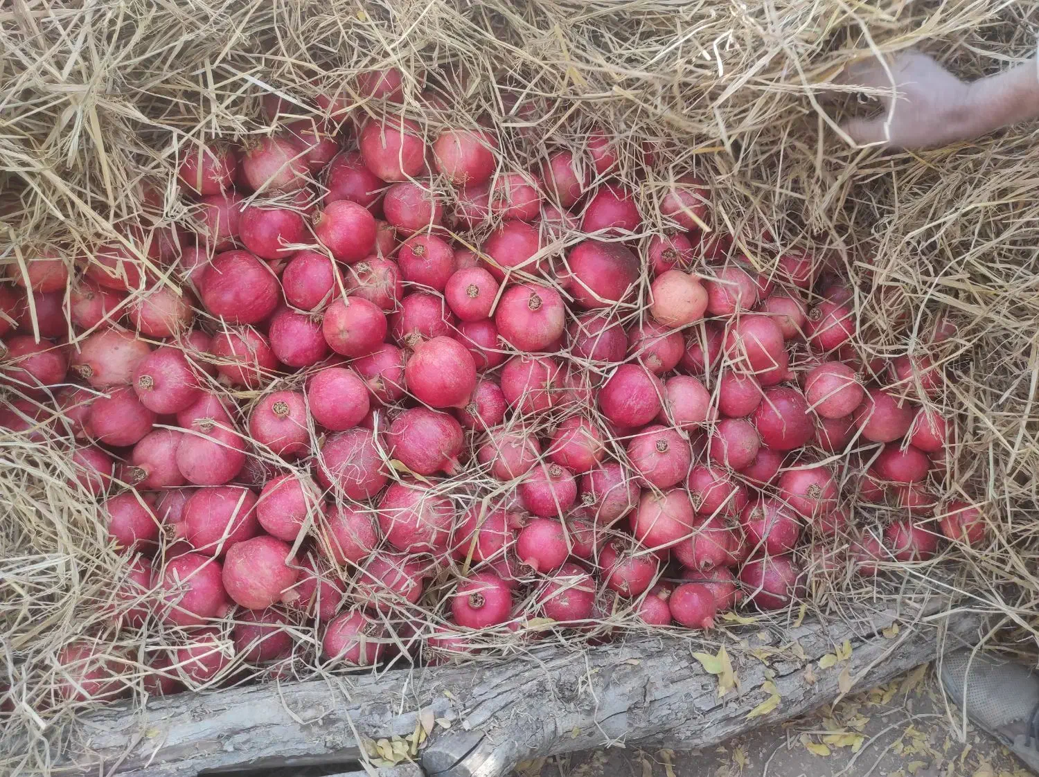 فروش انار قصردشت|خوردنی و آشامیدنی|شیراز, فرهنگ شهر|دیوار