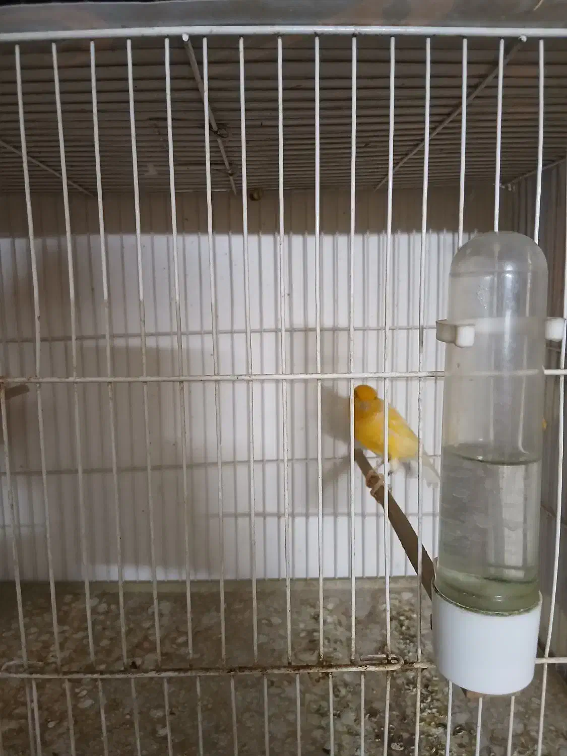 قناری دارچینی|پرنده|مشهد, انقلاب|دیوار