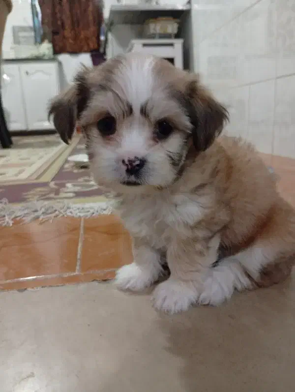 سگ پاکوتاه|سگ|شهریار, کهنز|دیوار