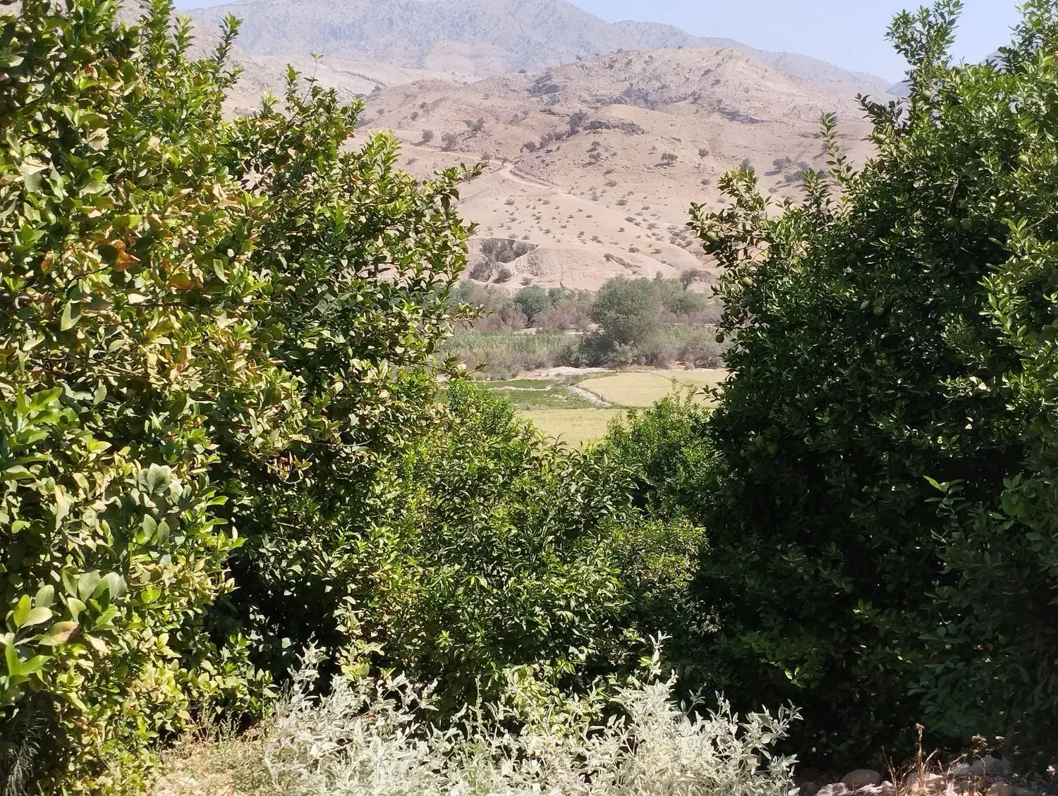 اجاره باغ مرکبات|خدمات باغبانی و درختکاری|نورآباد ممسنی, |دیوار