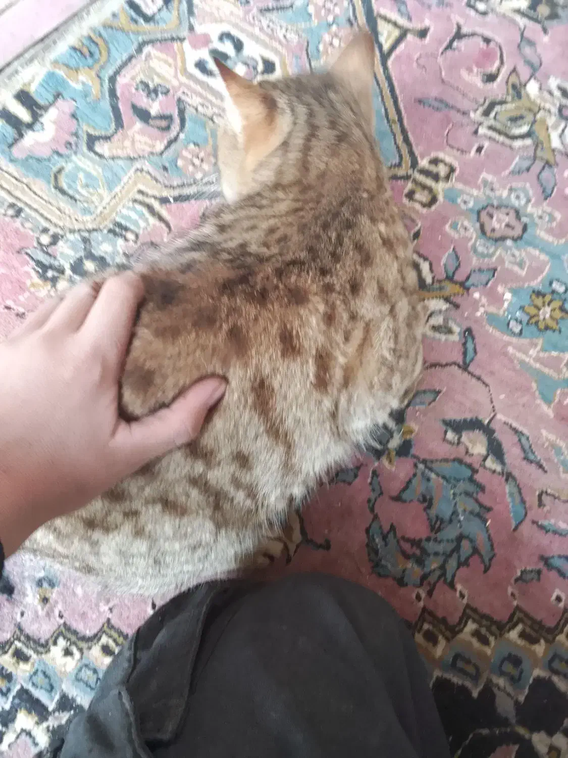 قیمت 5میلیون تومان|گربه|چاراویماق, |دیوار