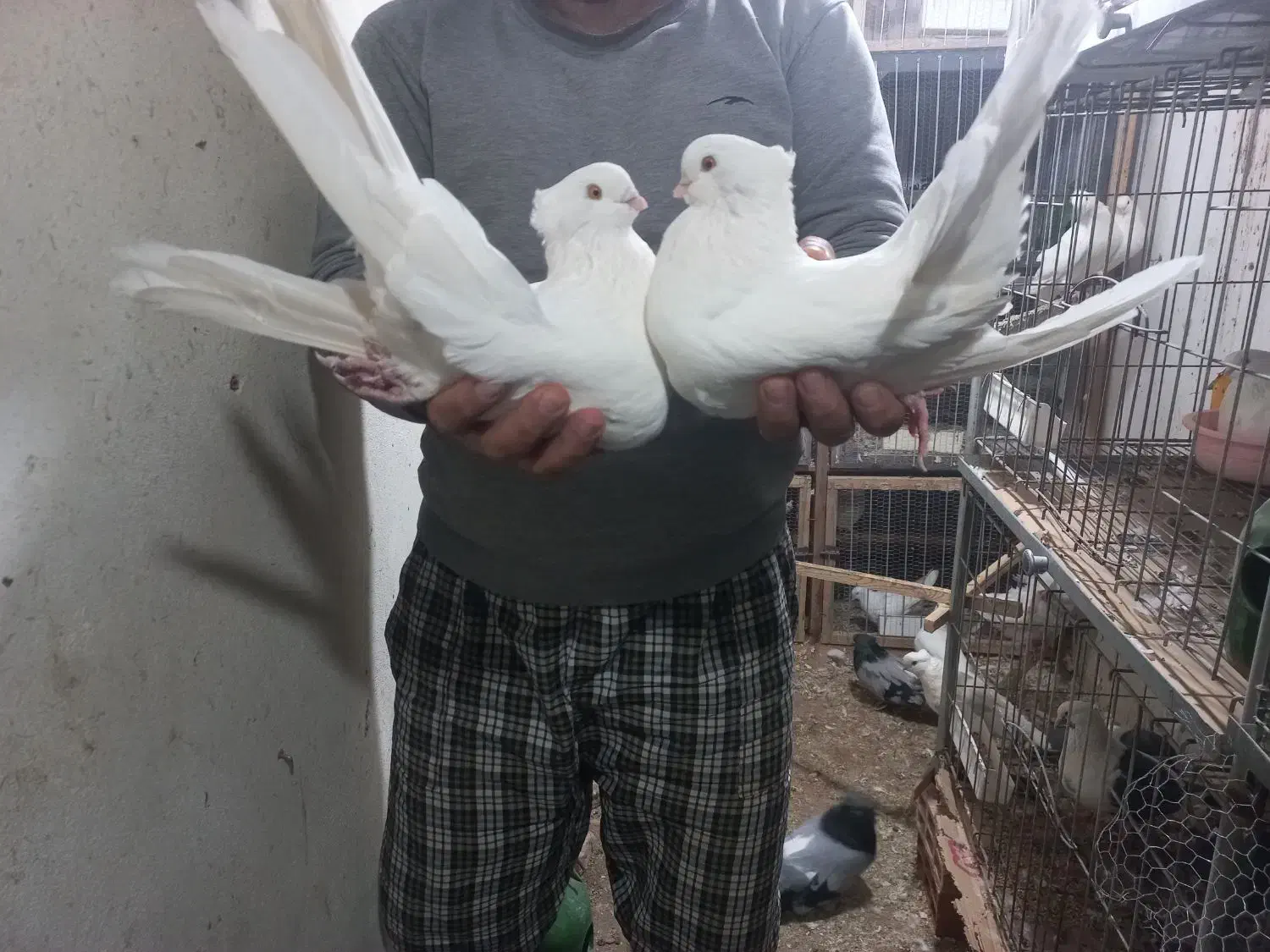 کبوتر زینتی کشیده وبلند|پرنده|ساری, |دیوار