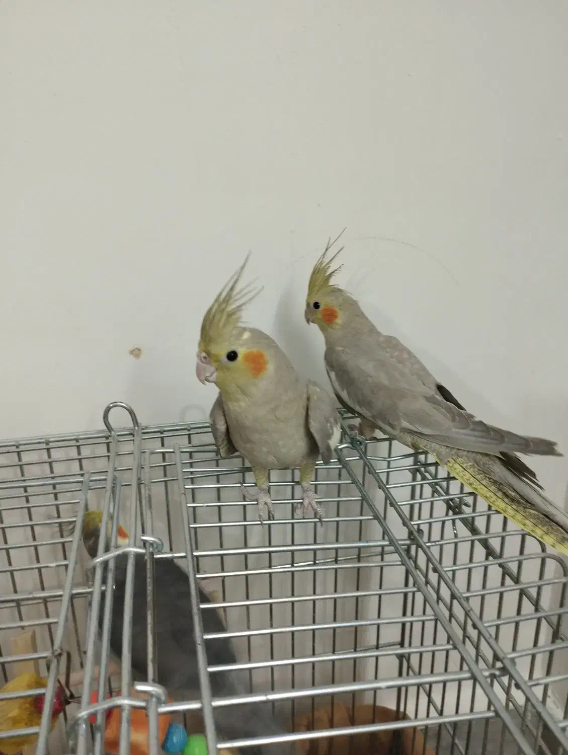 لطفااگهی راکامل بخونید2تاآهویی8ماهه نرصحیح سالم|پرنده|قم, انصار‌الحسین|دیوار