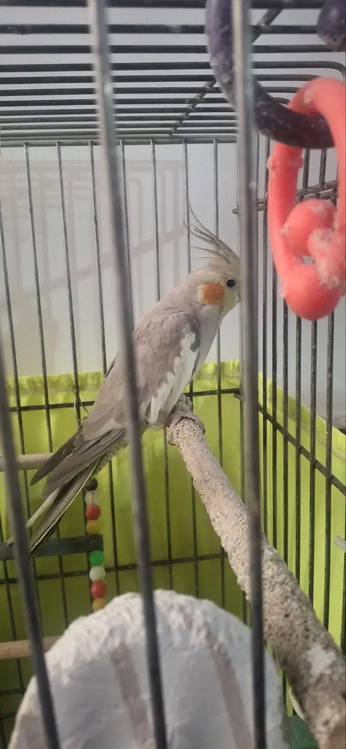 عروس هلندی عادتی|پرنده|تهران, شهرک طالقانی|دیوار