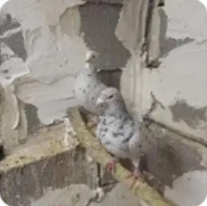 کفتر|پرنده|قیدار, |دیوار