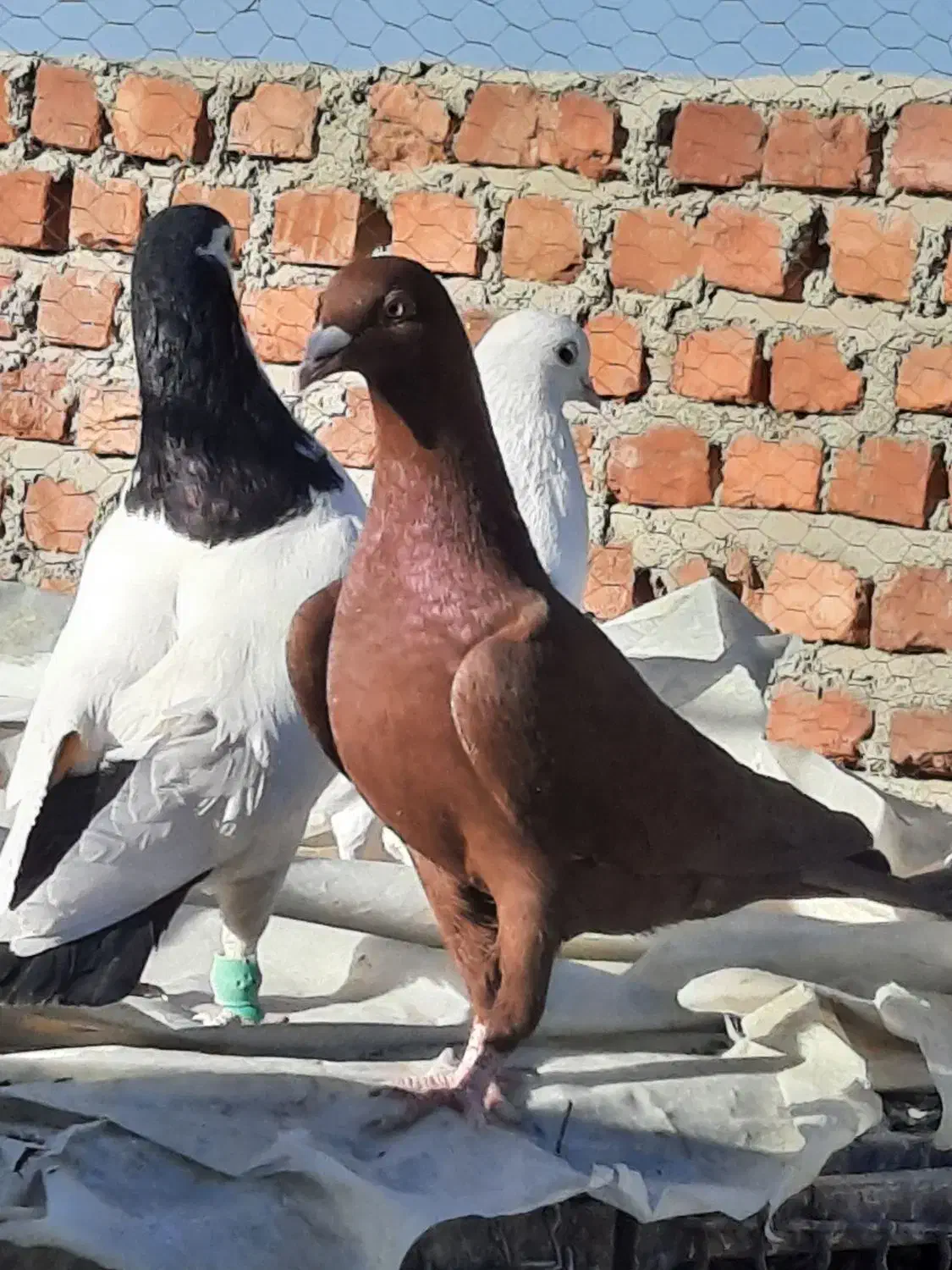 فروشی موقعیت خاش|پرنده|خاش, |دیوار