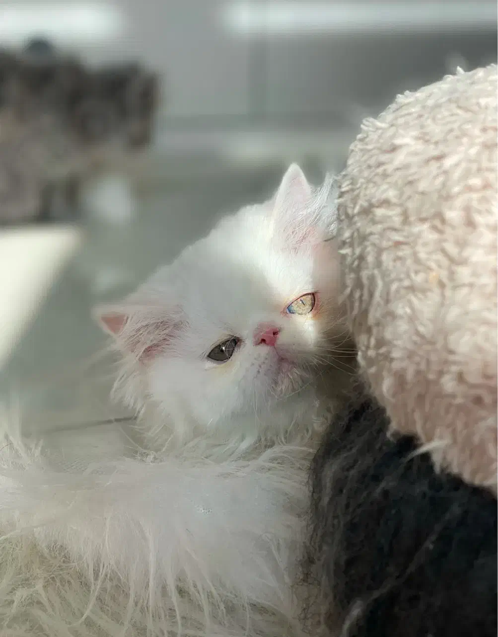 واگذاری رایگان پرشین سوپر فلت|گربه|همدان, |دیوار