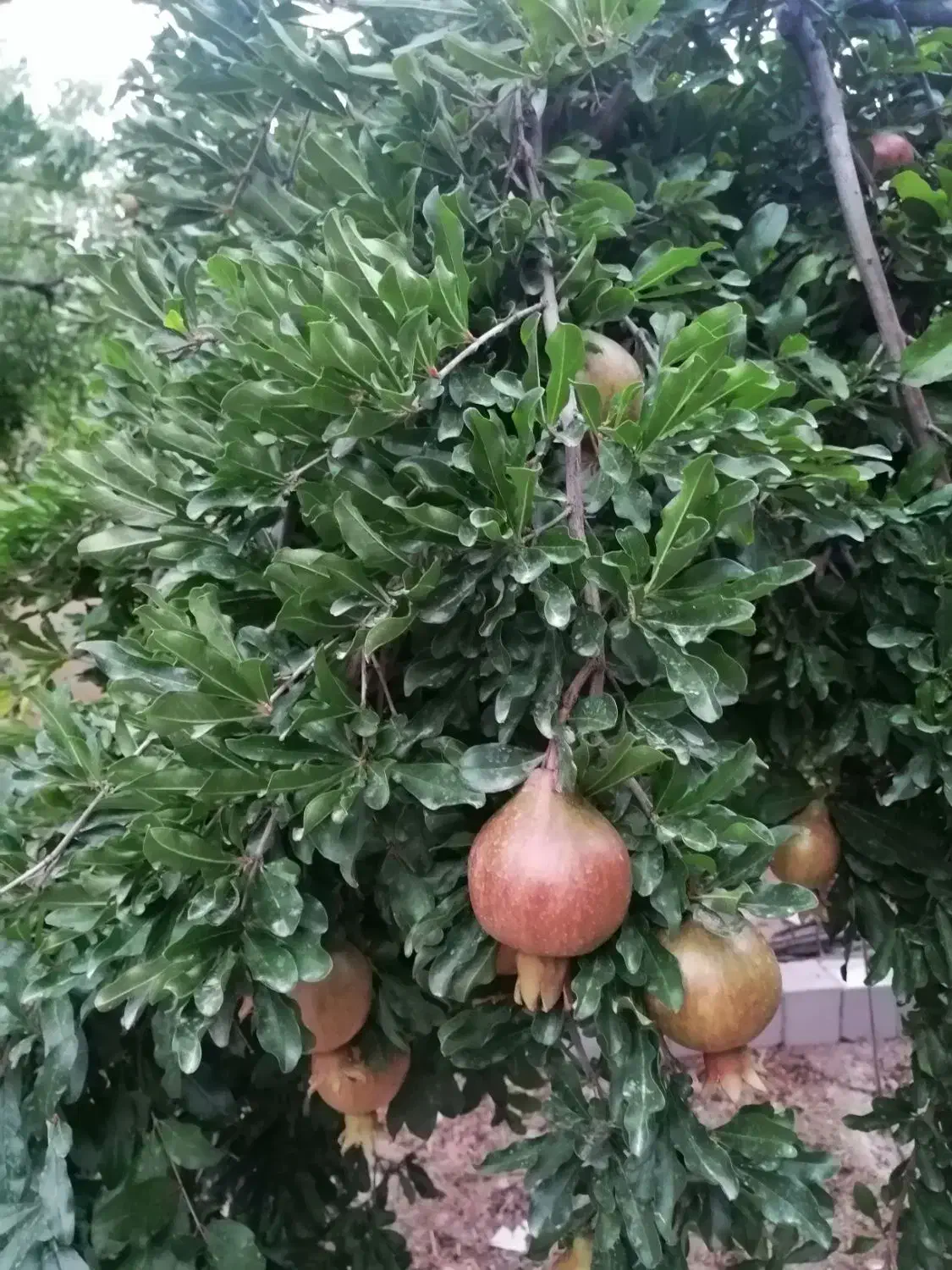 400 متر باغچه غارسی فرهنگشهر شیراز|فروش زمین و ملک کلنگی|شیراز, فرهنگ شهر|دیوار