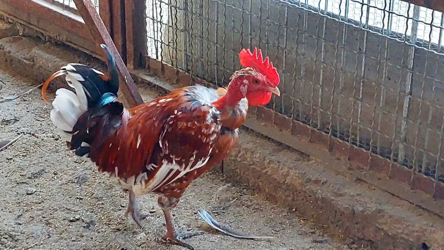 مرع اصیل شمالی|حیوانات مزرعه|چابکسر, |دیوار