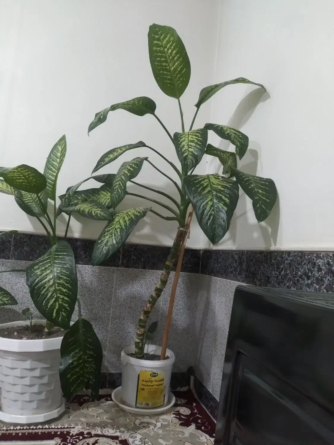 ۲ عدد گل|گل و گیاه طبیعی|نیشابور, مازول|دیوار