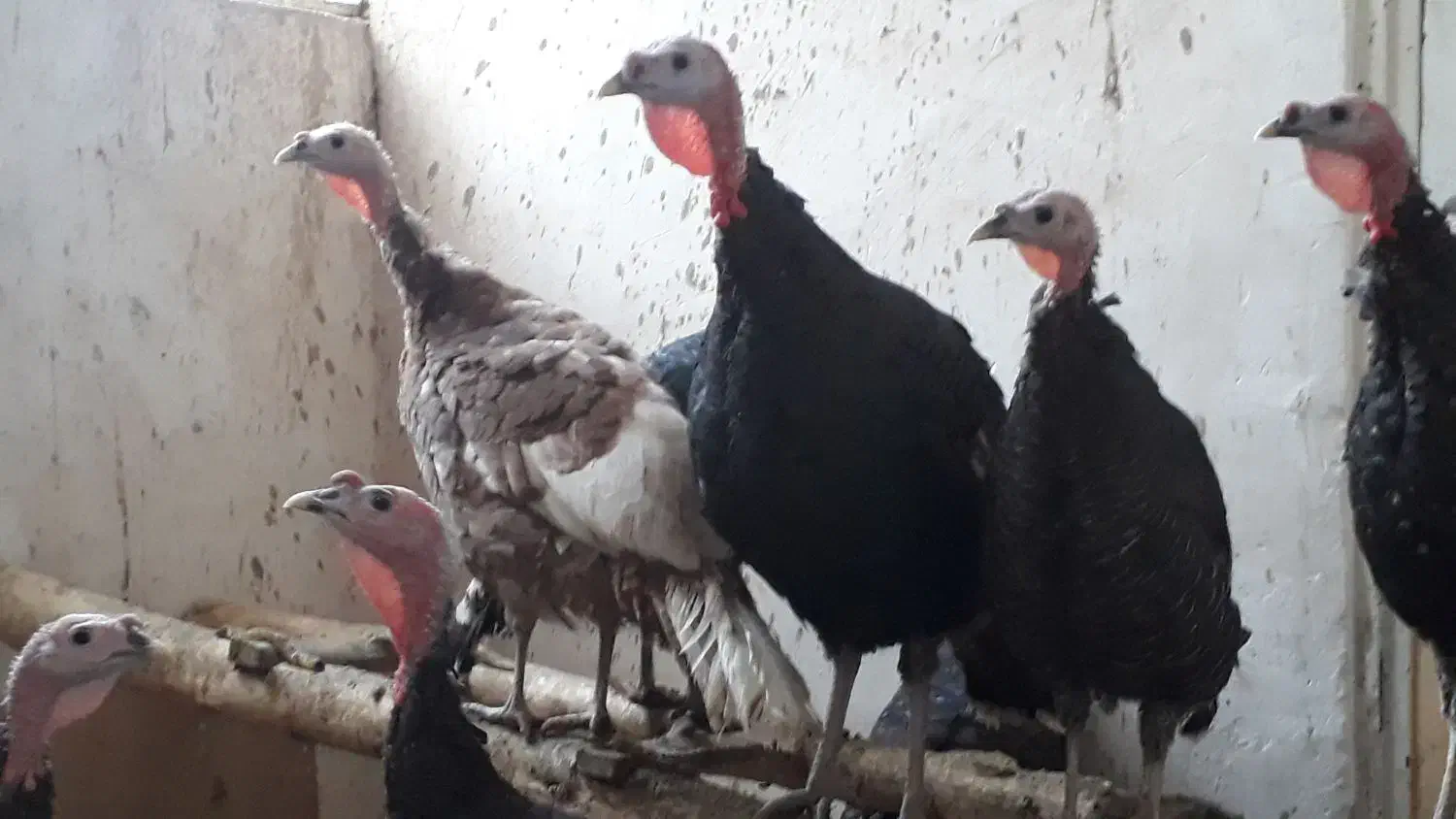 بقلمون بروبون ومحلی|حیوانات مزرعه|سنندج, |دیوار