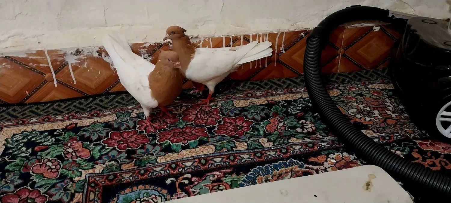 کله زرد نر و ماده|پرنده|سوسنگرد, |دیوار