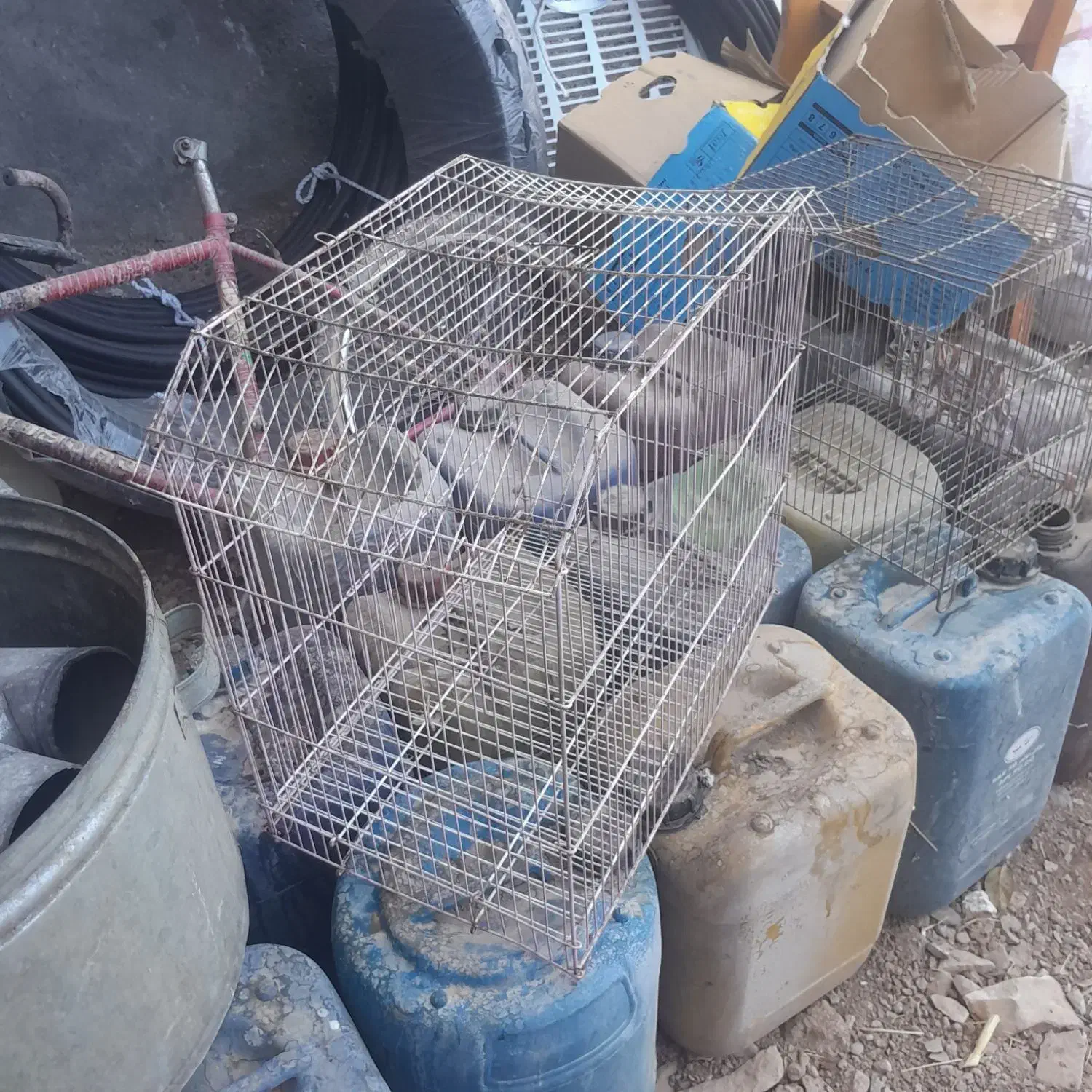 قفس پرنده سالم سالم|لوازم جانبی حیوانات|شاهیوند, |دیوار