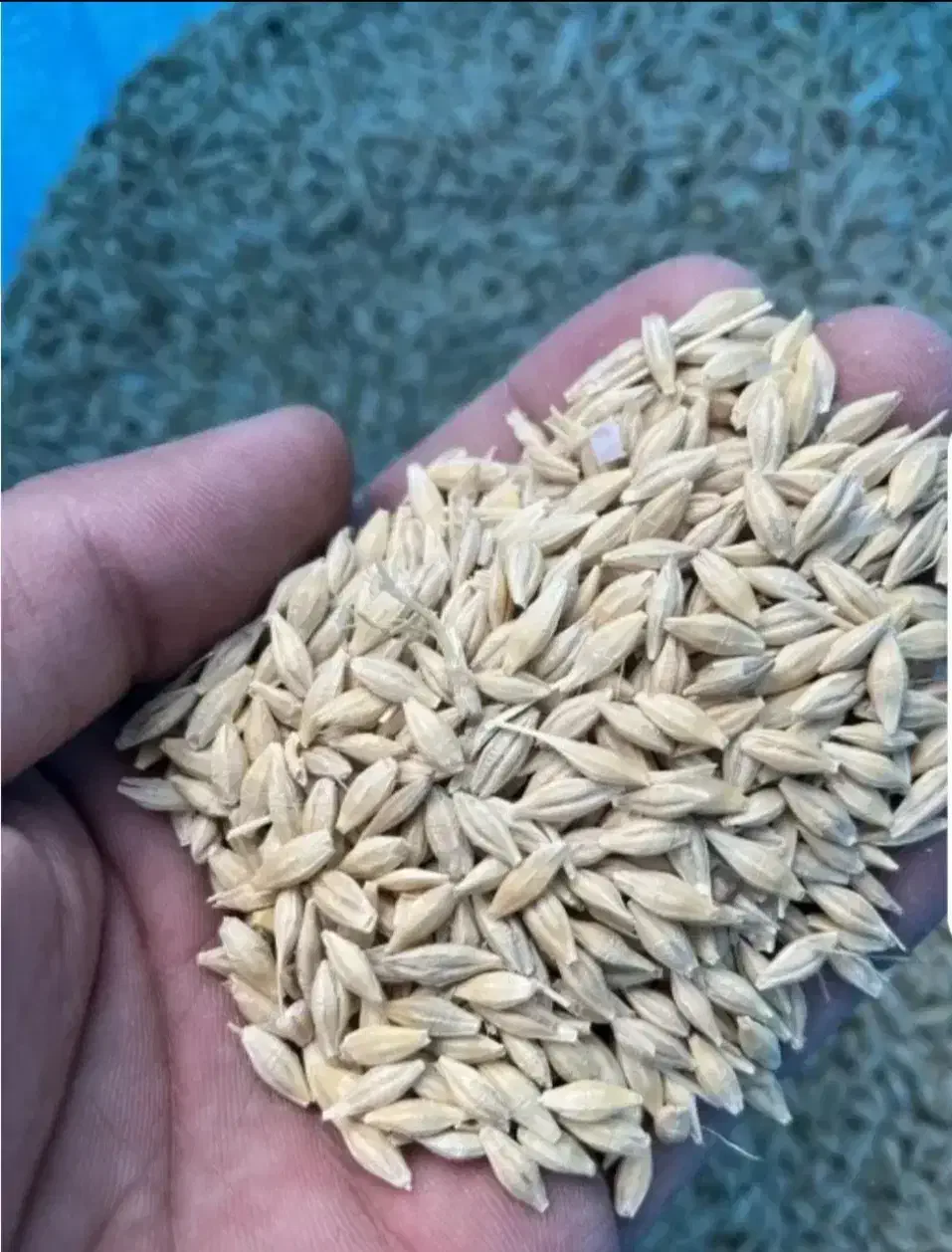 خریدجووگندم|خدمات باغبانی و درختکاری|قره چای, |دیوار