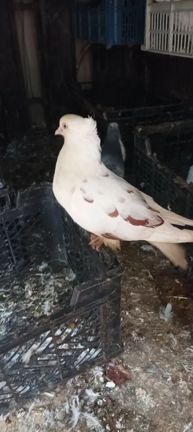 کبوترا غریب پرشی|پرنده|کلاردشت, |دیوار