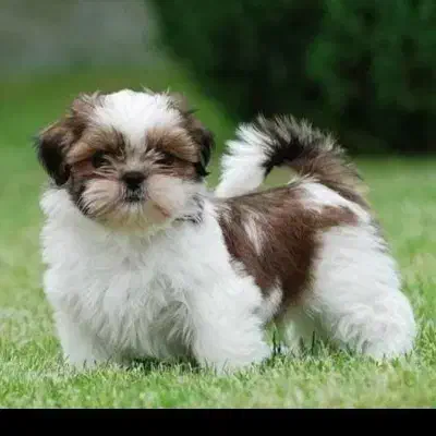 سگ شیتزو۶ماهه|سگ|اراک, |دیوار