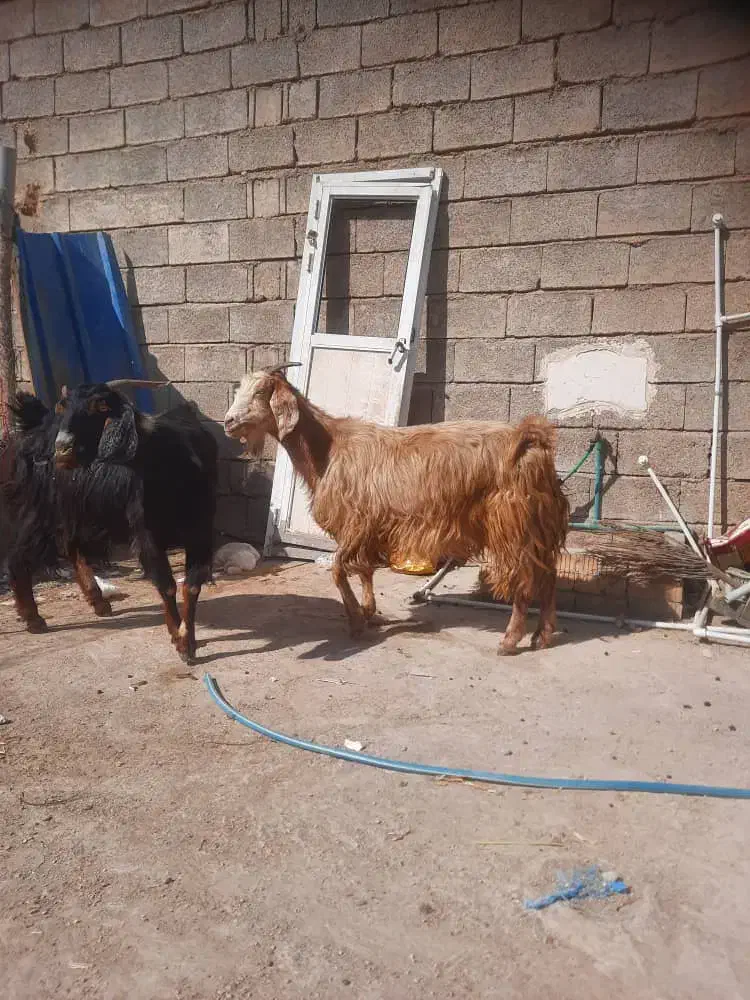 بز آبستن|حیوانات مزرعه|خورموج, |دیوار