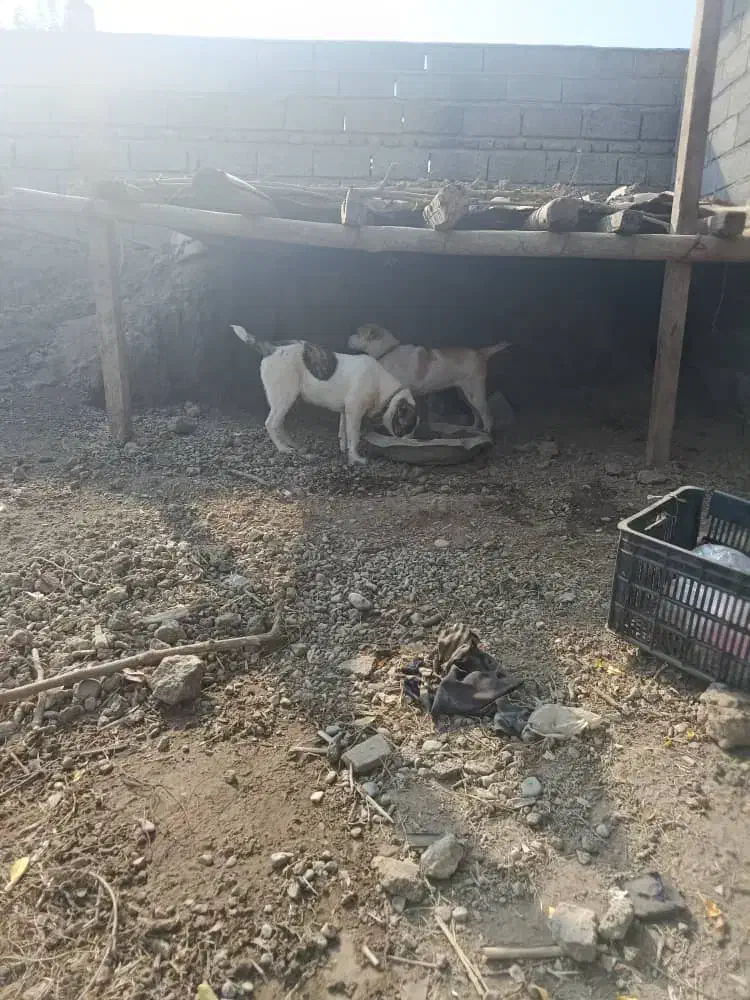 سگ گم شده|حیوانات|تاتار علیا, |دیوار