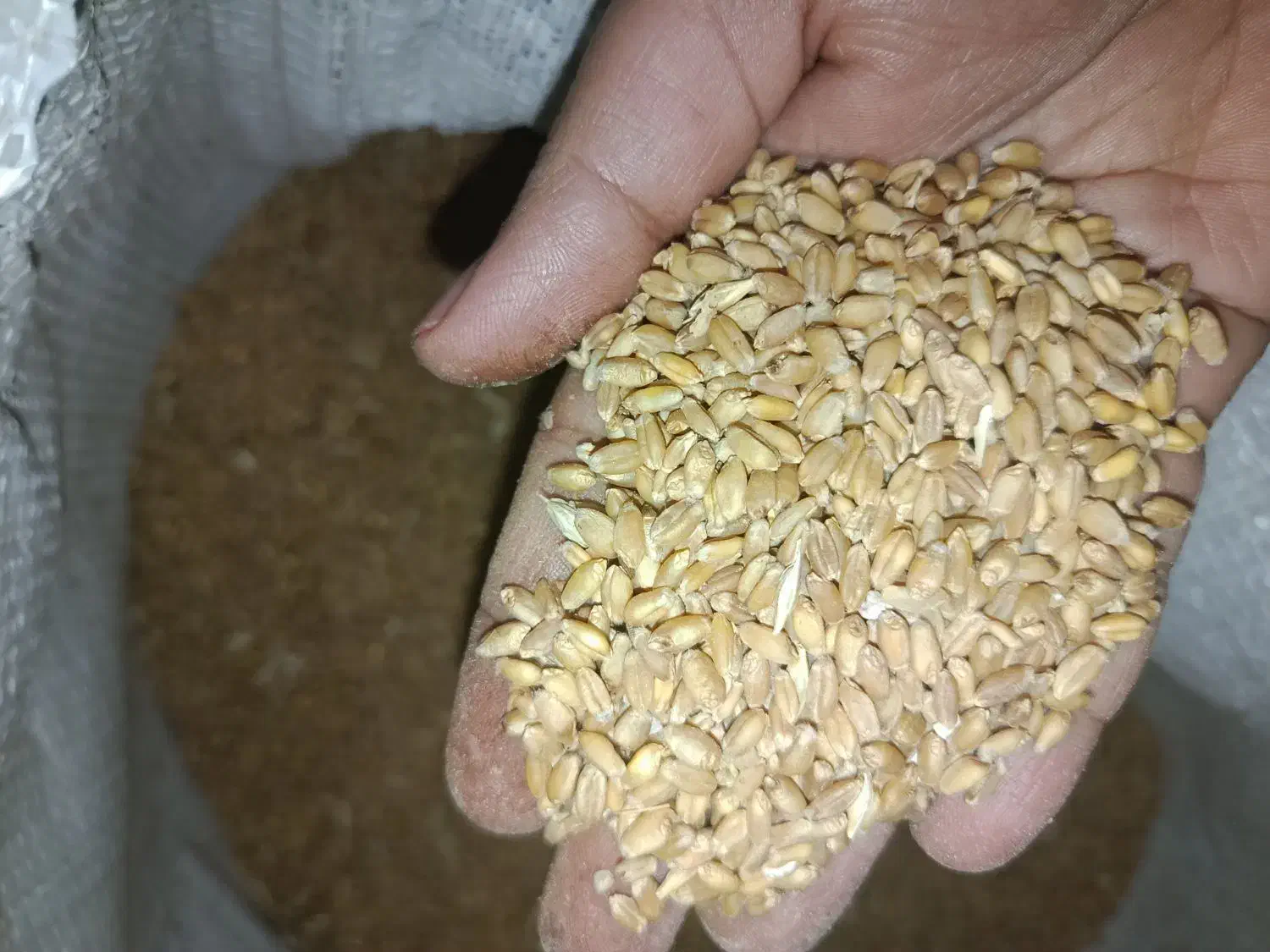 گندم|عمدهفروشی|شبانکاره, |دیوار