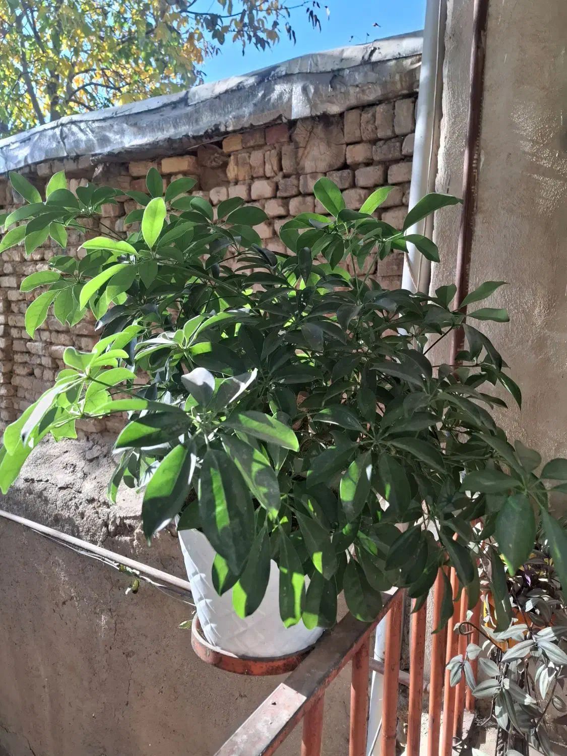 گل شفلرا سبز|گل و گیاه طبیعی|تهران, والفجر (افسریه)|دیوار