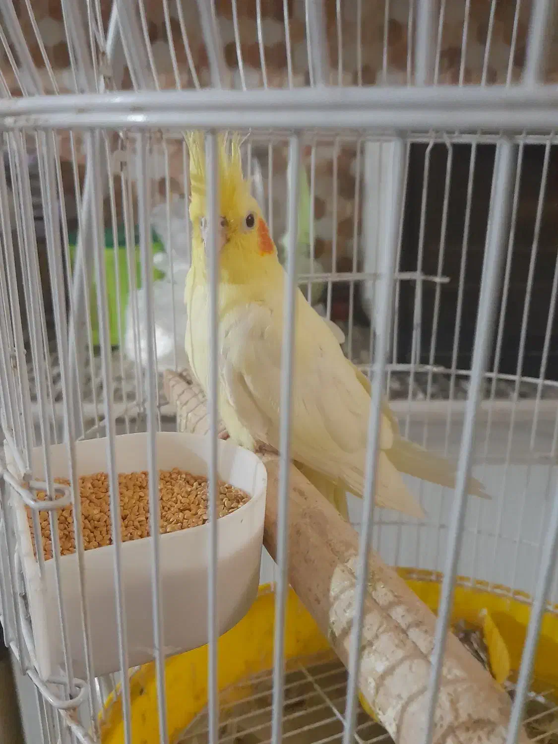 عروس هلندی ماده|پرنده|سیراف, |دیوار