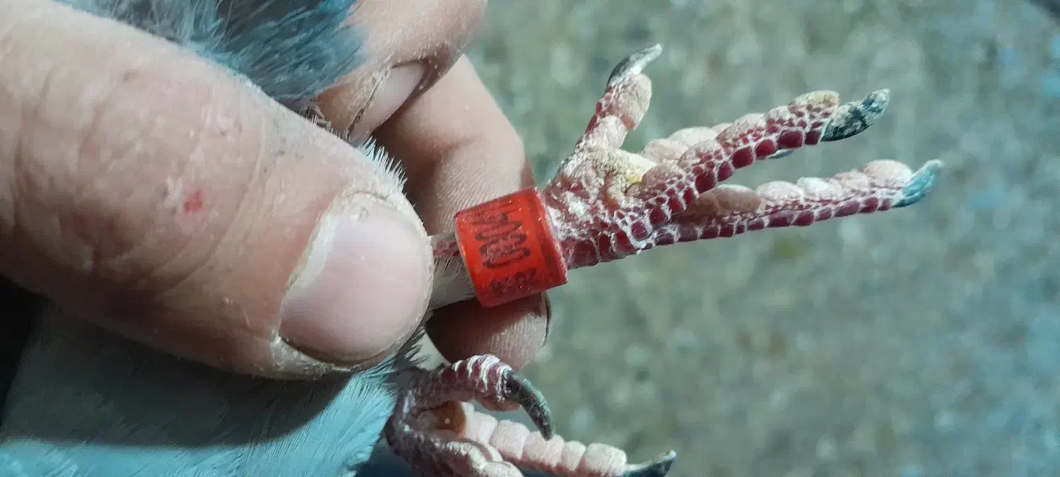 کبوتر|پرنده|رامند, |دیوار