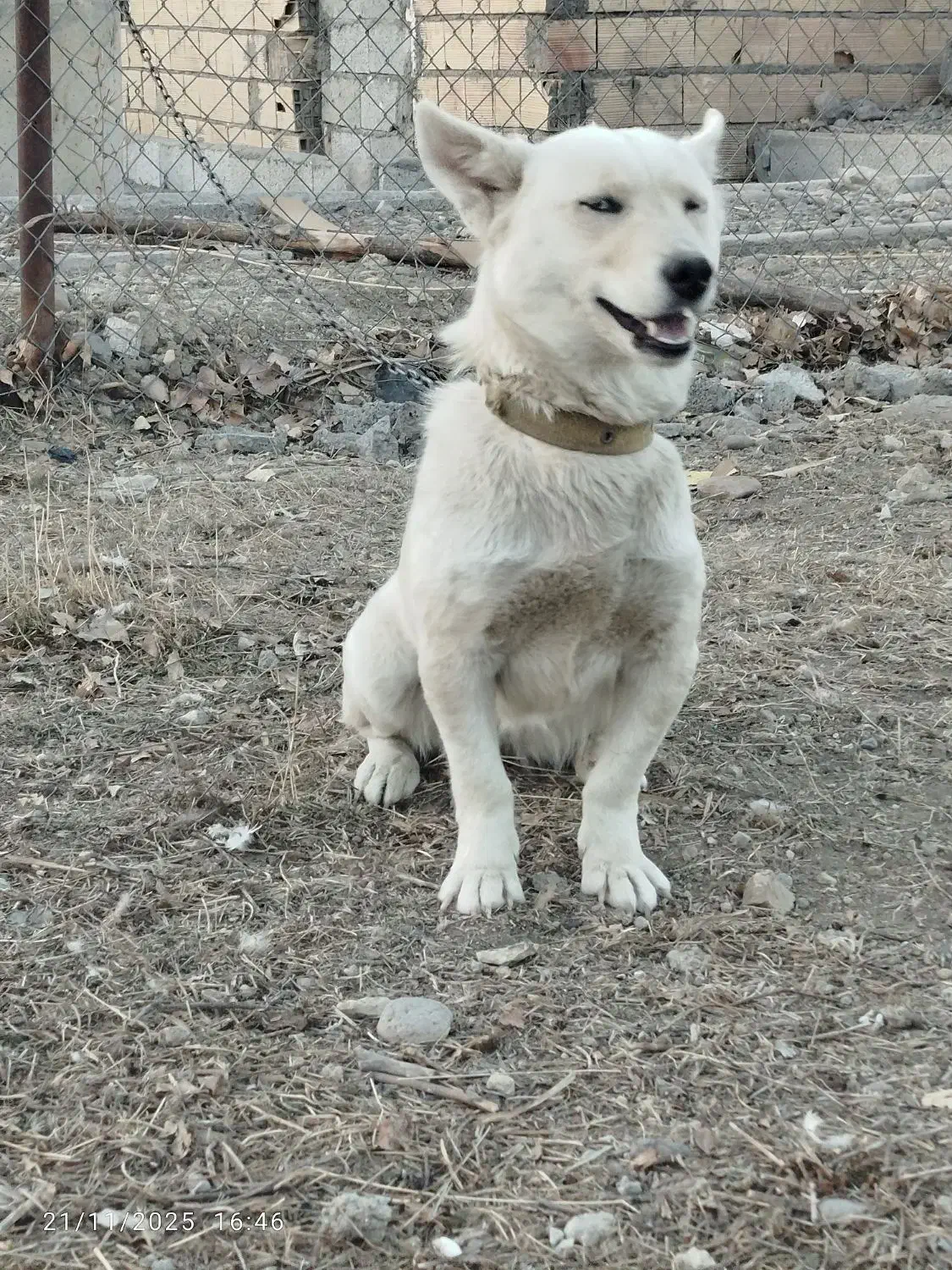 فروش سگ|سگ|اردبیل, |دیوار