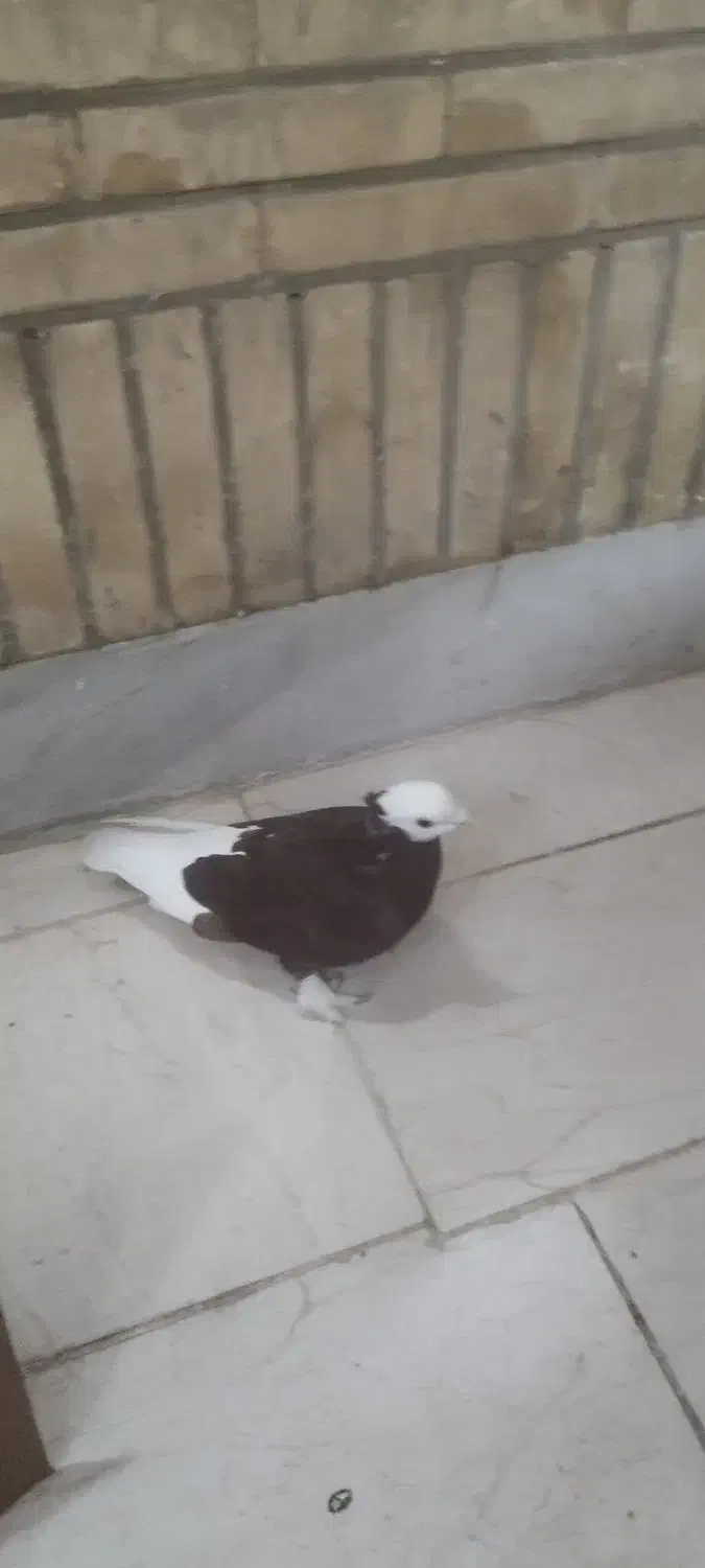 کبوتر رنگی|پرنده|شوشتر, |دیوار