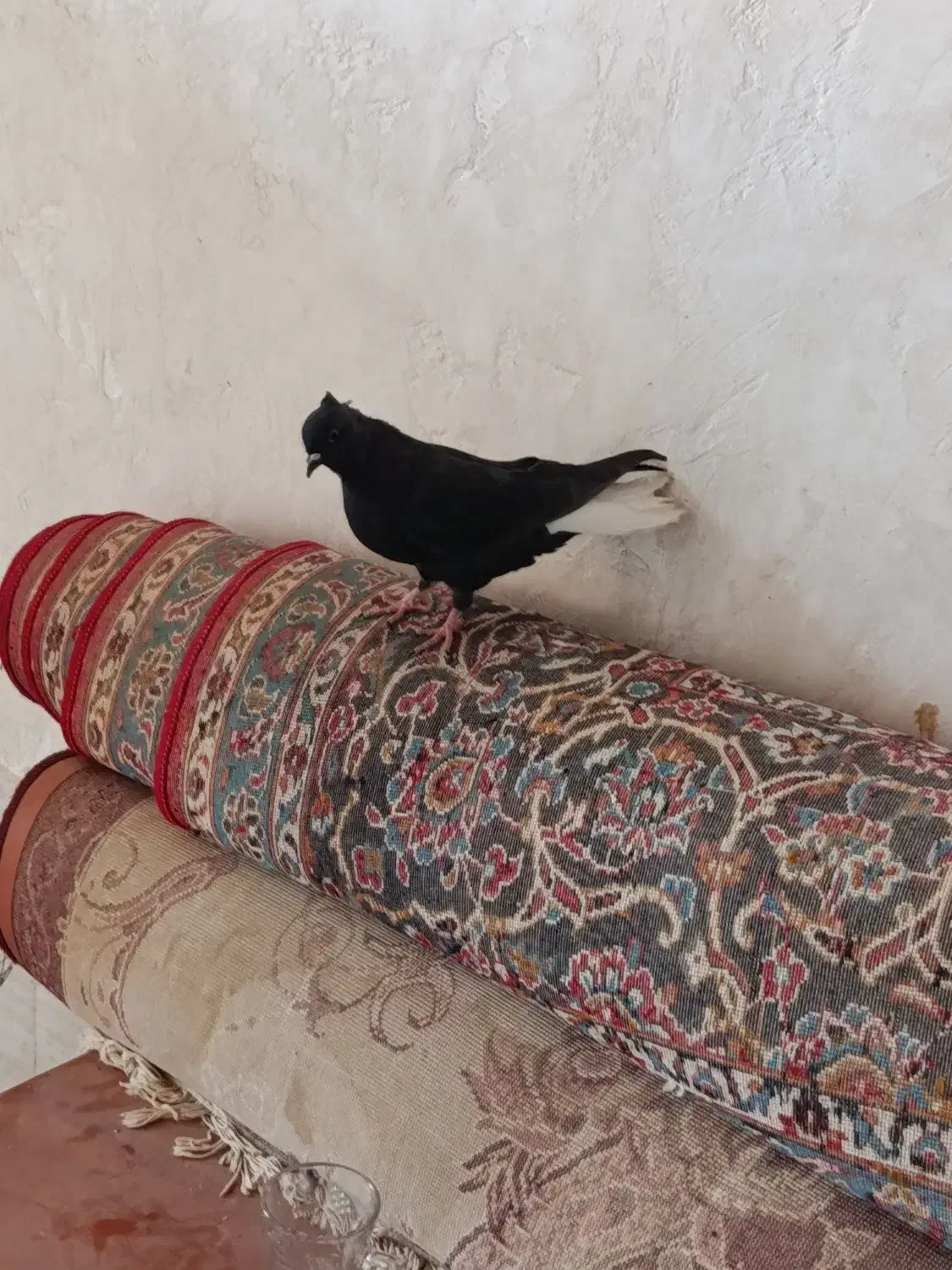 کفتر دمی بهبونی|پرنده|شیراز, دروازه قران|دیوار