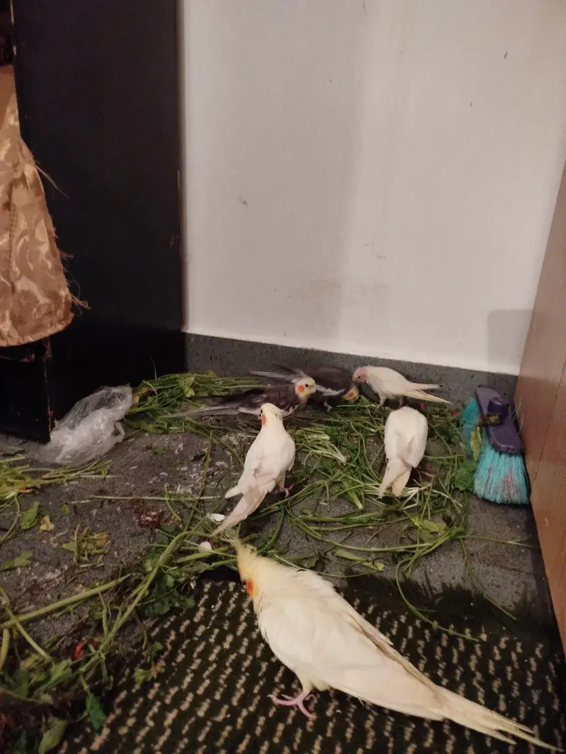 تعدادی عروس هلندی نرو ماده|پرنده|تبریز, |دیوار