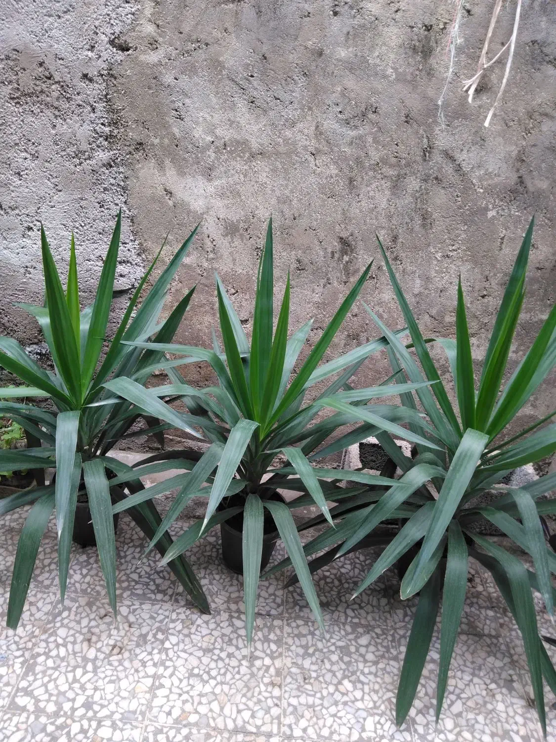 یوکاهای سرسبز|گل و گیاه طبیعی|رشت, عینک|دیوار