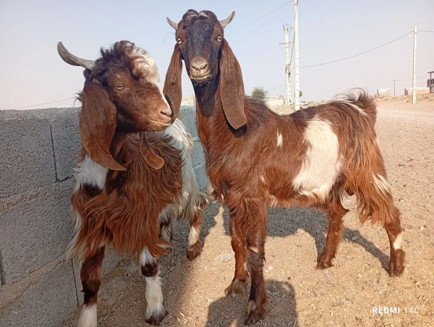 گوسفند|حیوانات مزرعه|کهنوج, |دیوار