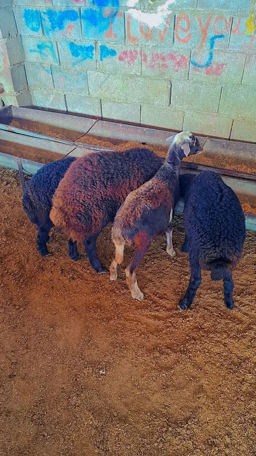 بره های قزل افشاری اصل مخصوص پرواری(گوسفند|حیوانات مزرعه|گنبد کاووس, |دیوار