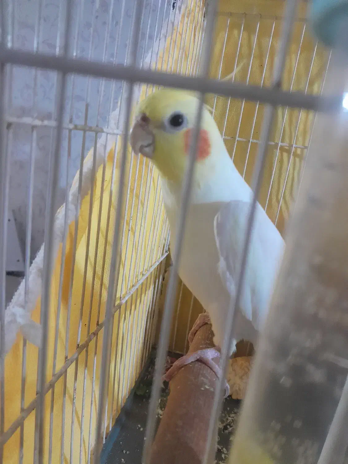 عروس هلندی سخنگو|پرنده|مشهد, آزادشهر|دیوار